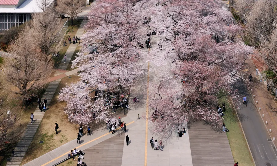 桜のプロムナード